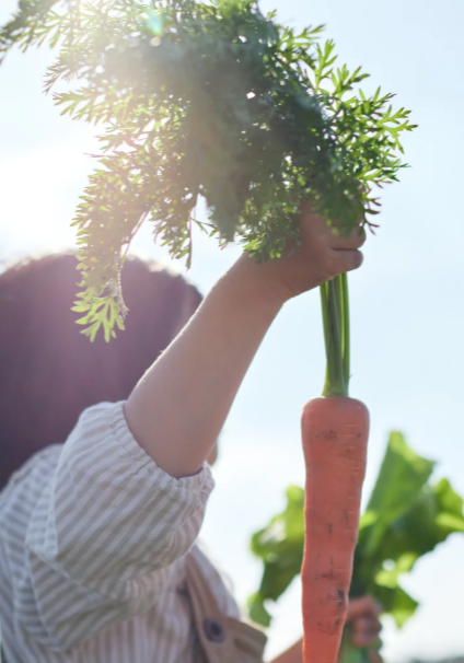 Odoo • Text i Imatge