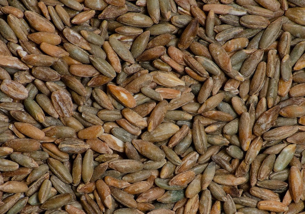 SEGOL EN GRA  A DOJO