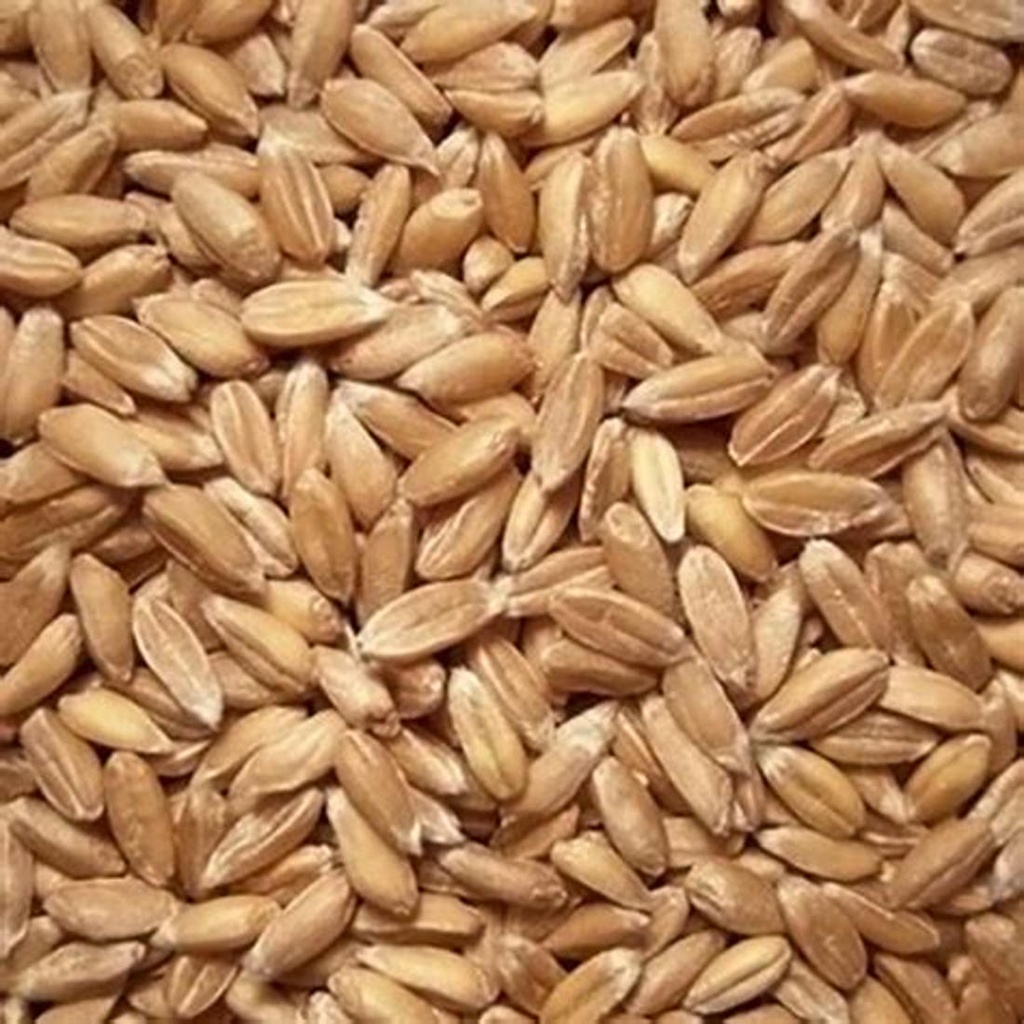 ESPELTA EN GRA A DOJO