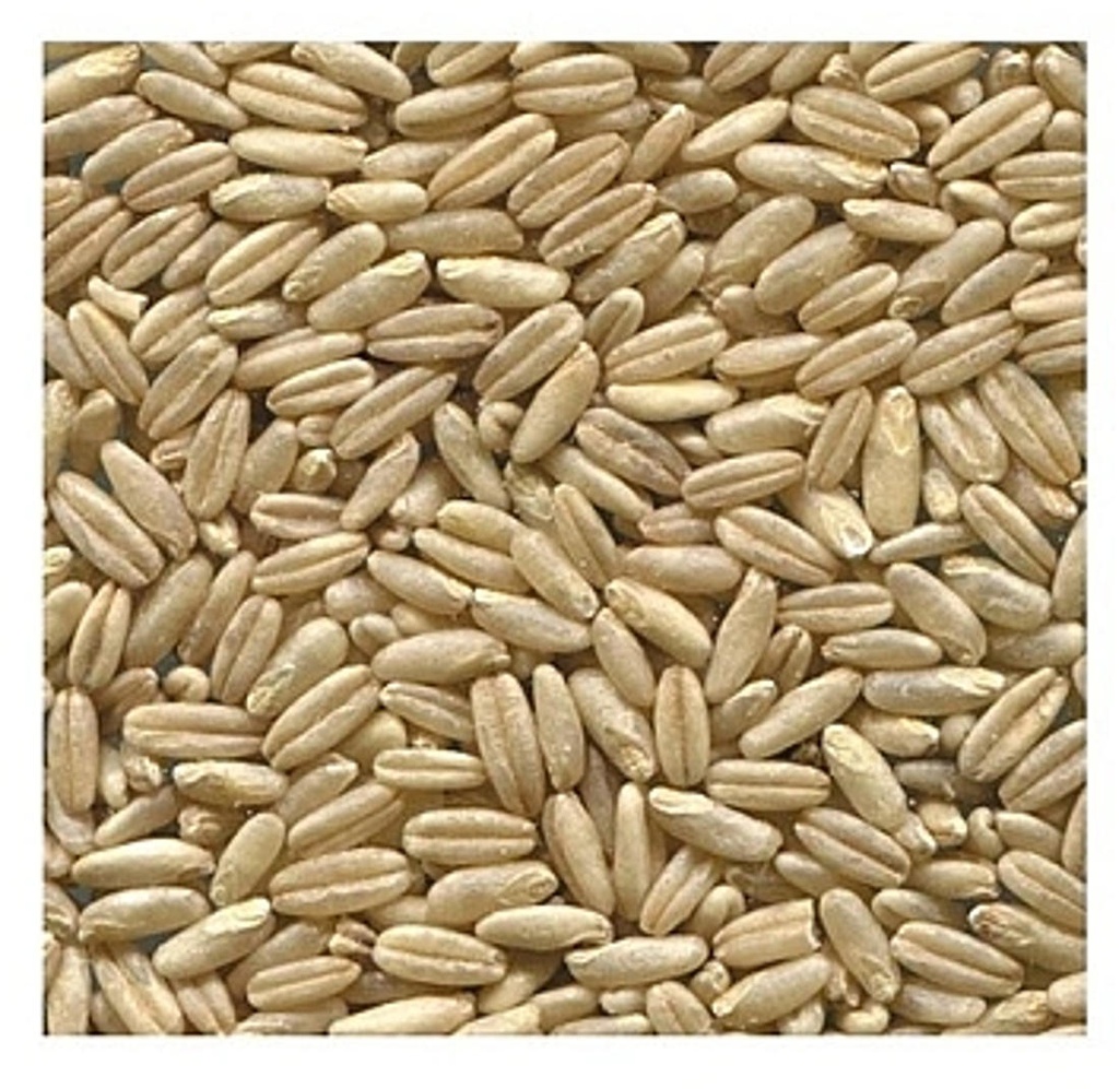 CIVADA  PELADA A DOJO