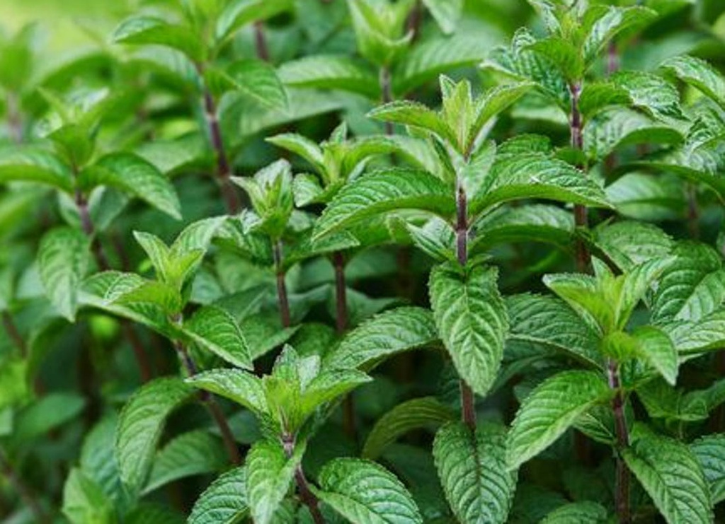 MENTA MANAT