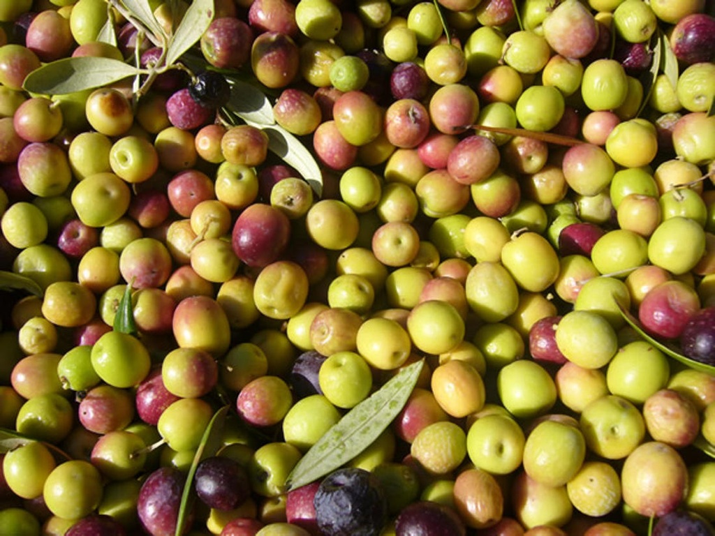 OLIVES VERDES A DOJO CAN VERDET