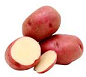 [30] PATATA VERMELLA/PONTIAC/RUDOLPH