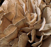 [8436015700130] BOLET GIRGOLA A DOJO