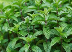 [000555] MENTA MANAT