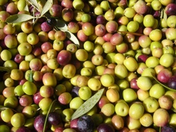 [522310] OLIVES VERDES A DOJO CAN VERDET